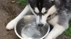 Zašto pas pije puno vode